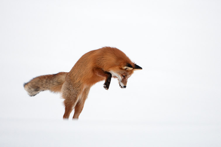 Red fox (Vulpes vulpes) adult hunting for mice in deep snow. Norway. March 2008